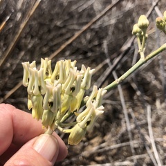 Asclepias subulata