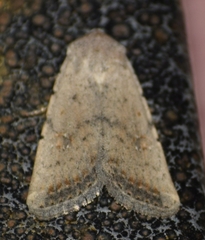 Caradrina montana