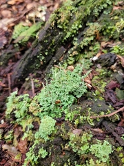Cladonia darwinii