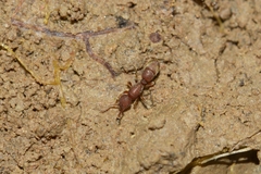 Proceratium bruelheidei