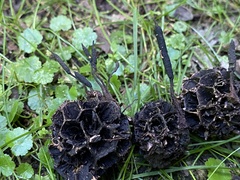 Xylaria liquidambar