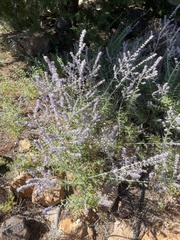 Salvia yangii