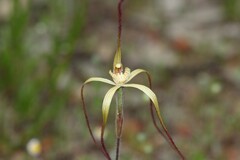 Caladenia xantha