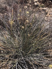 Asclepias subulata