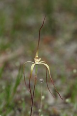 Caladenia xantha