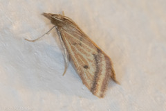 Microtheoris ophionalis