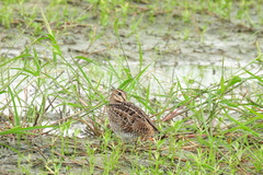 Gallinago