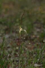 Caladenia xantha