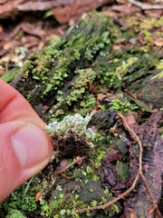 Cladonia darwinii