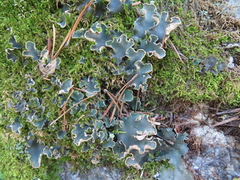 Peltigera malacea