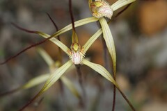 Caladenia xantha