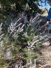 Salvia yangii