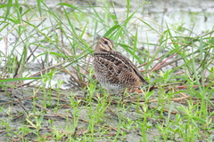 Gallinago