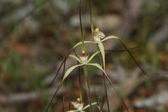 Caladenia xantha