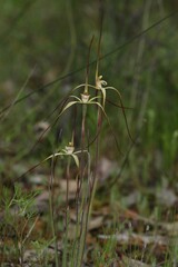 Caladenia xantha