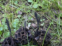 Xylaria liquidambar