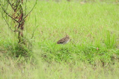 Gallinago