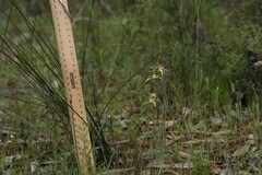 Caladenia xantha