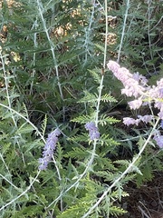 Salvia yangii