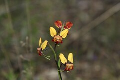 Diuris corymbosa