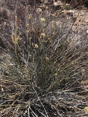 Asclepias subulata
