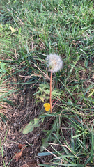 Taraxacum erythrospermum