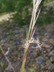 Schizachyrium scoparium