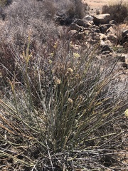 Asclepias subulata