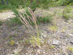 Schizachyrium scoparium