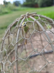 Ophiogomphus severus