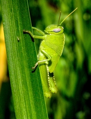 Anacridium aegyptium