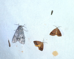 Acronicta spinigera