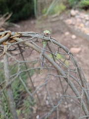 Ophiogomphus severus