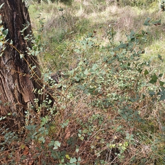 Platylobium obtusangulum