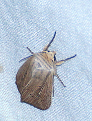 Leucania phragmitidicola