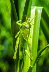 Anacridium aegyptium