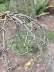 Ophiogomphus severus