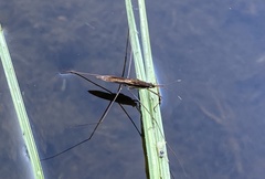 Limnoporus notabilis