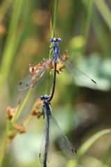 Lestes disjunctus