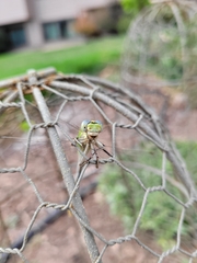 Ophiogomphus severus