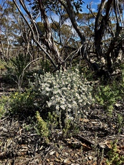 Olearia pimeleoides