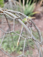Ophiogomphus severus