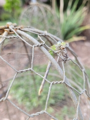 Ophiogomphus severus