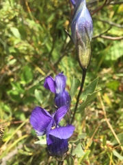Gentianopsis thermalis