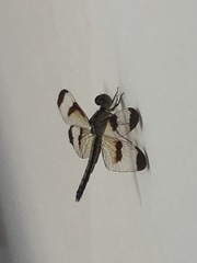Neurothemis tullia