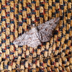 Iridopsis defectaria