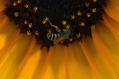 Agapostemon