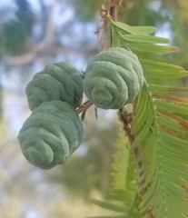 Metasequoia