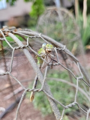 Ophiogomphus severus