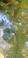 Metasequoia